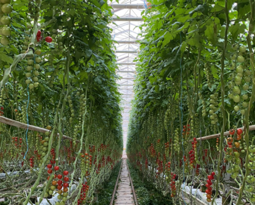 北京市农业技术推广站建议近期连栋温室番茄工厂化生产应当这样管理